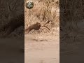 La Pesadilla de Todas las Presas | Documental Animal #shorts