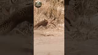 La Pesadilla de Todas las Presas | Documental Animal #shorts