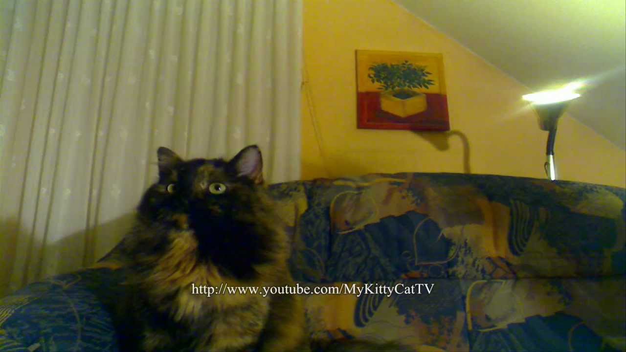 Fette Katzen Spiele Fette Katzen Spiele