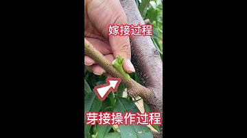 芽接（嫁接）操作過程，1分鐘教你學會如何嫁接，簡單易學，成活率高     Budding (grafting) operation process    #嫁接教程#果樹嫁接#shorts