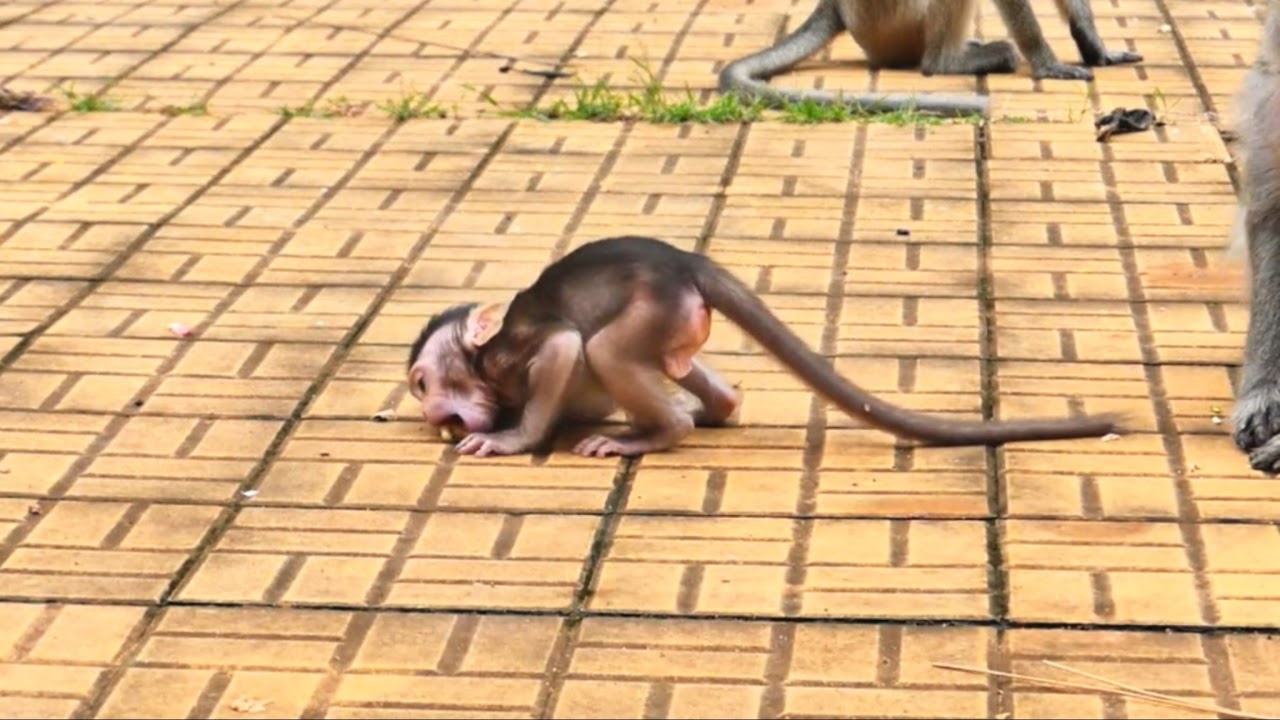 LIVE: Young Monkey Gives Birth to a Newborn Baby – A Rare & Beautiful Moment