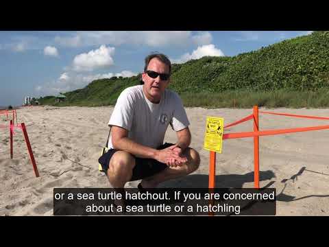 Sea Turtle Nesting Informational Video