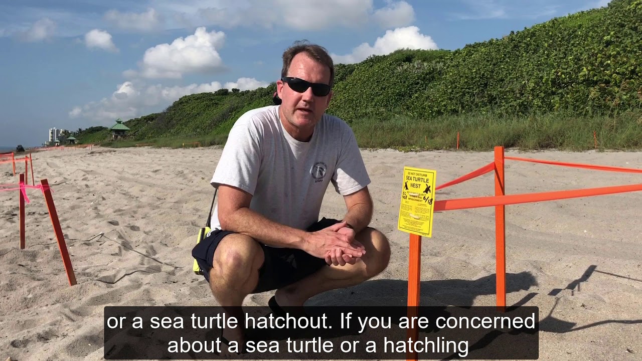 Sea Turtle Nesting Informational Video - YouTube