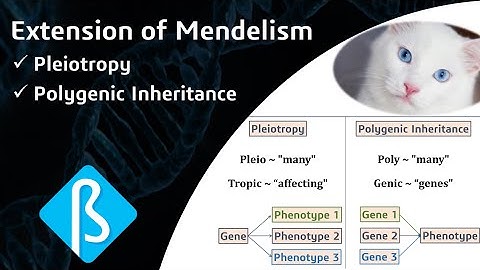 Extension of Mendelism – Pleiotropy & Polygenic Inheritance (BI_09)