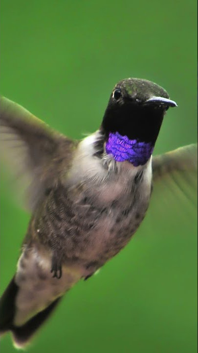 Rainforest Hummingbirds  /  Kolibri in the Rainforest  / Honey Suckers  /  #shorts