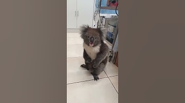 Adorable Koala Sings.