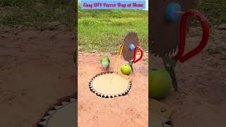 Easy DIY Parrot Trap at Home #wildlife #diy #survival