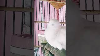 Download Lagu perkutut putih betina gacor manggung naikan birahi pancingan MP3