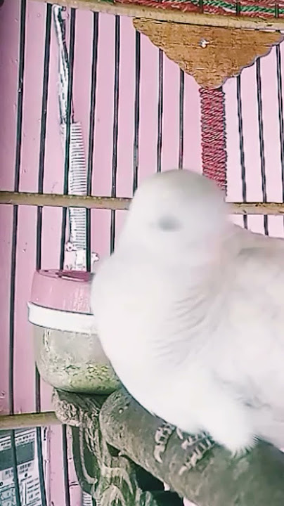 perkutut putih betina gacor manggung naikan birahi pancingan