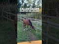 The 2025 Longines’ World’s Best Racehorse is enjoying a well-deserved summer break 😎🎥 Aga Khan Studs