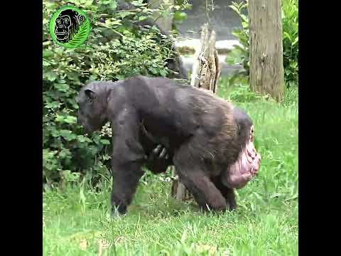 Mother Chimp Holding Newborn Baby #shorts