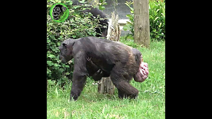 Mother Chimp Holding Newborn Baby #shorts