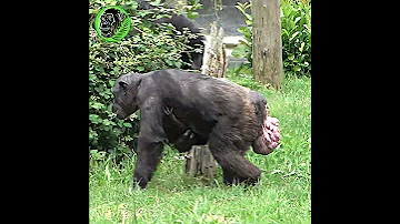 Mother Chimp Holding Newborn Baby Shorts 