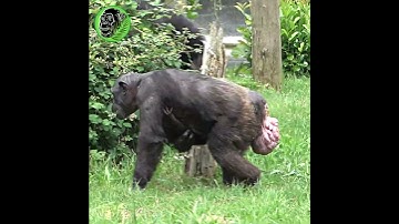 Mother Chimp Holding Newborn Baby #shorts