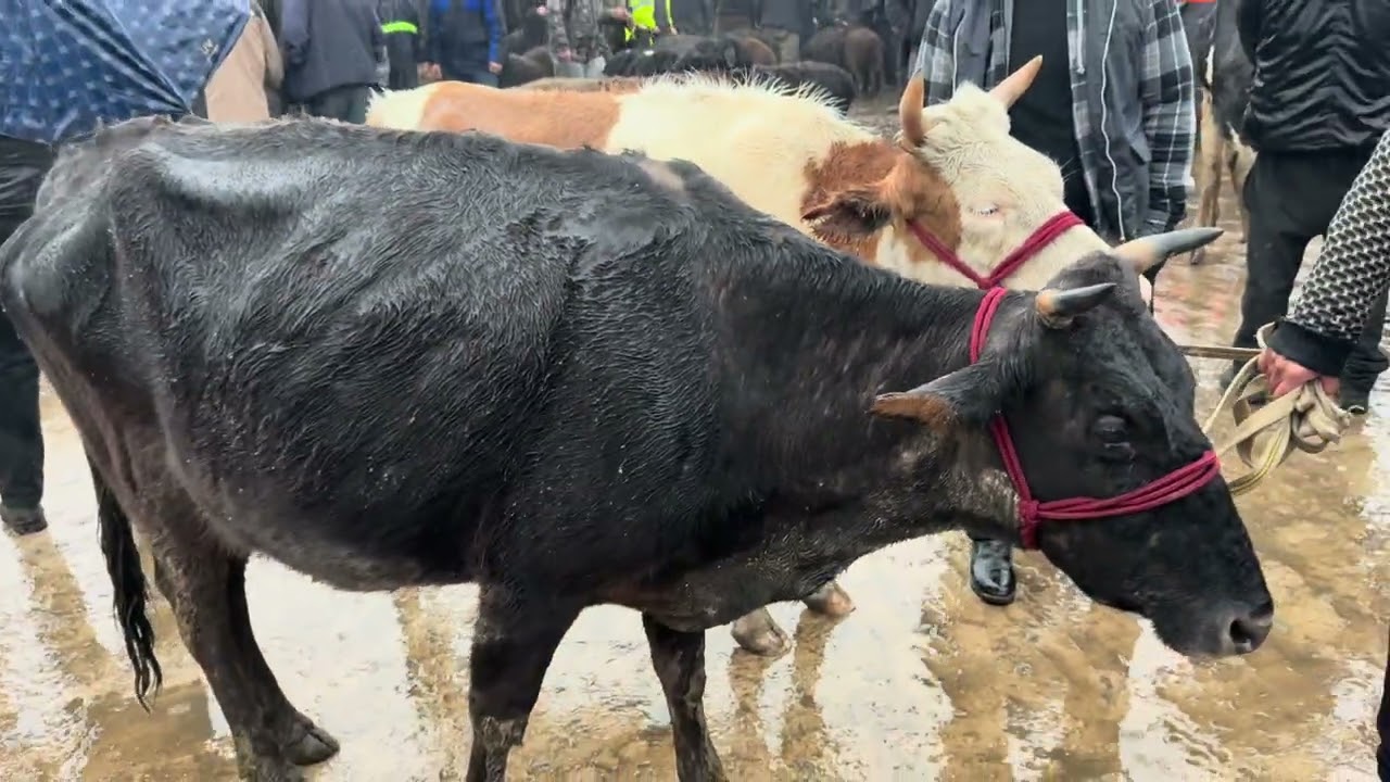 ANGREN MOL BOZORI TANALAR SIGIRLAR QATORI 12.02.26 fermeruz #molbozor #fermeruz #sigirlar #qoybozor 