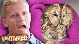 Heartbreaking Owl Hit By Car Untamed