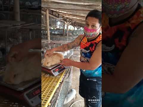 Video: Paano Pumili Ng Chinchilla