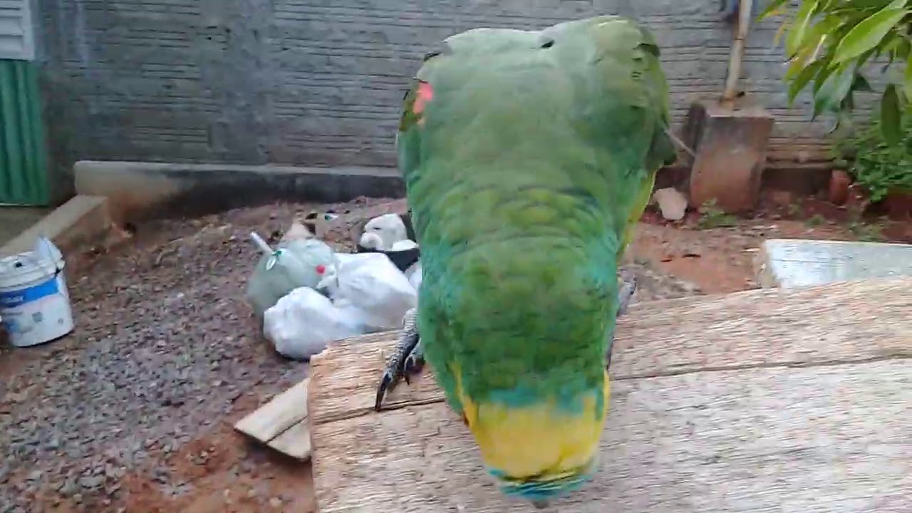Papagaio engraçado Meu