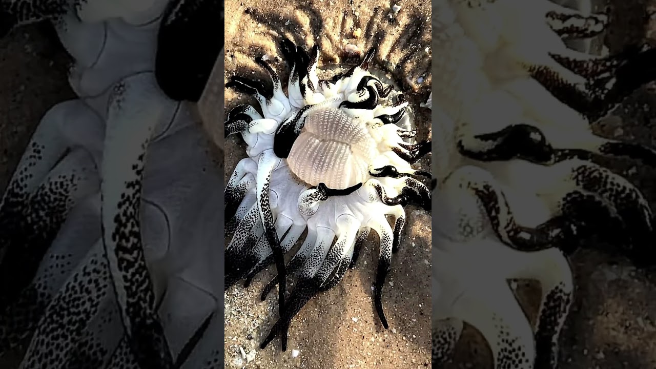 When the Wild Shows Its True Power 🐾👑 