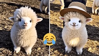 This Cute Lamb Will Melt Your Heart Ultimate Funny Pet Compilation Sheep, Cats, Dogs & More
