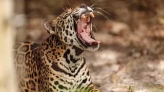 Jaguar Yawning At 12Fps