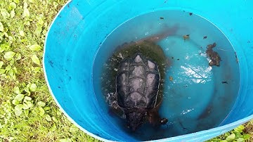 Why and how to clean out your snapping turtles