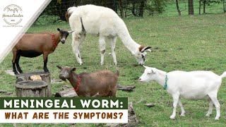 Meningeal worm in goats, sheep, and camelids