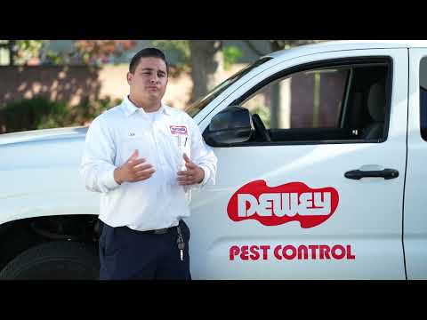 Termite Inspections & Termite Treatments - The Experts Dewey Pest & Termite Control