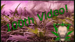 100th Video! | Progressive Garden Update | Mars Hydro Cup | TWTGC