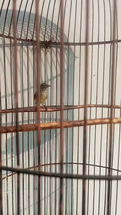 Besetan burung konin betina gacor #kicaumania #kicaumanianusantara #masteranmuraibatu #kolibrininja