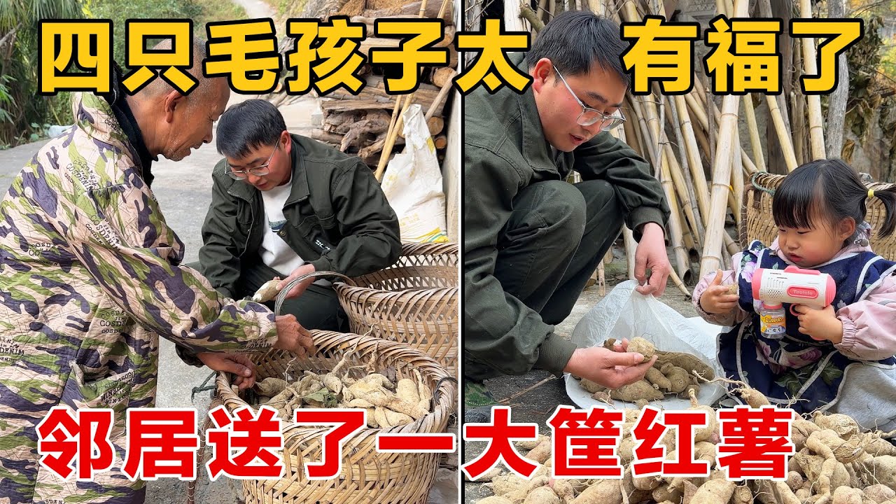四只毛孩子最喜欢吃的红薯，邻居直接送了一大筐，太有口福了