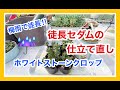 【多肉の仕立て直し】梅雨で徒長したセダム、ホワイトストーンクロップを仕立て直します。