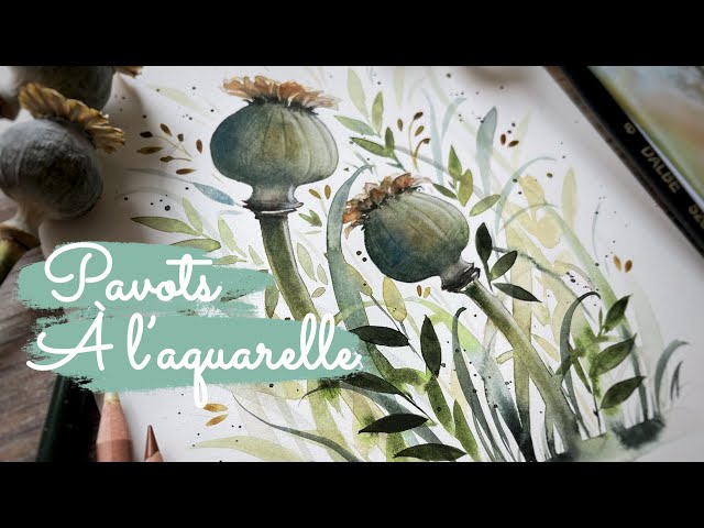 Pavots somnifères à l’aquarelle