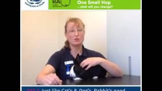 Rabbit Awareness Week 2015 - Fact 5 Its Not Just Cats Dogs Who Need Their Jabs