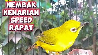 Masteran pleci Nembak kenarian panjang speed rapat