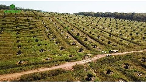 TƯỚI 1500 GỐC CAM CHỈ 30 PHÚT MỖI NGÀY BẰNG BÉC BS5000 PLUS || 0978978901