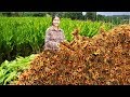 Awesome spice and herb in Turmeric - Turmeric farming and harvest - Turmeric cultivation Technology