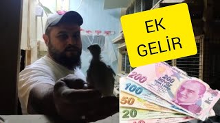 Bıldırcın ile ek gelir 4 kafes ile ayda 3500 TL!!! #bıldırcınyetiştiriciliği #ekgelir