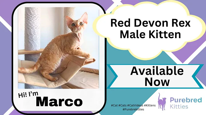 Watch the video about Marco Red Devon Rex Male Kitten Available Now | Purebred Kitties