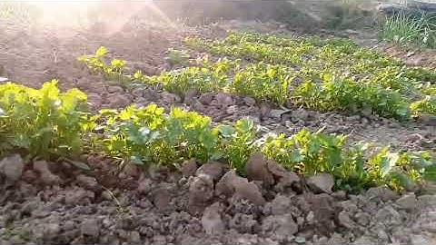 Ye khamare ket he .is may .((gandam.Alo lahsan danya #footballtactics  