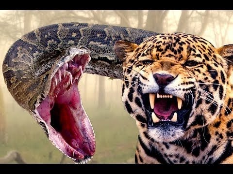 Download Jaguar vs Python #HD