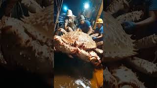 Caranguejo gigante capturado por pescadores #ocean #monster #sea #pesca