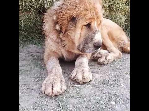 khorasani breed dog in iran #dog #animals #dogs #animal #iran #سگ #