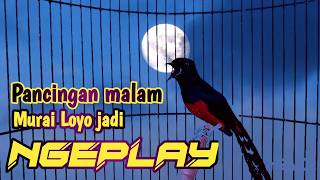 PANCINGAN MURAI BATU GACOR FULL ISIAN MEWAH, SEKALI DENGAR MURAI APAPUN EMOSI KONSLET FULL MATERI