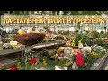 Фантом,бабулетка Торино и другие замечательные орхидеи в Проспери🌺🌿