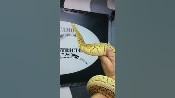 Pastel Pinstripe Trick Ball Python Girl