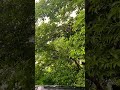 Mr. monkey spotted in Jungle🤗 #jungle #wanderlust #wanderer #junglelife #safari Mp3 Song