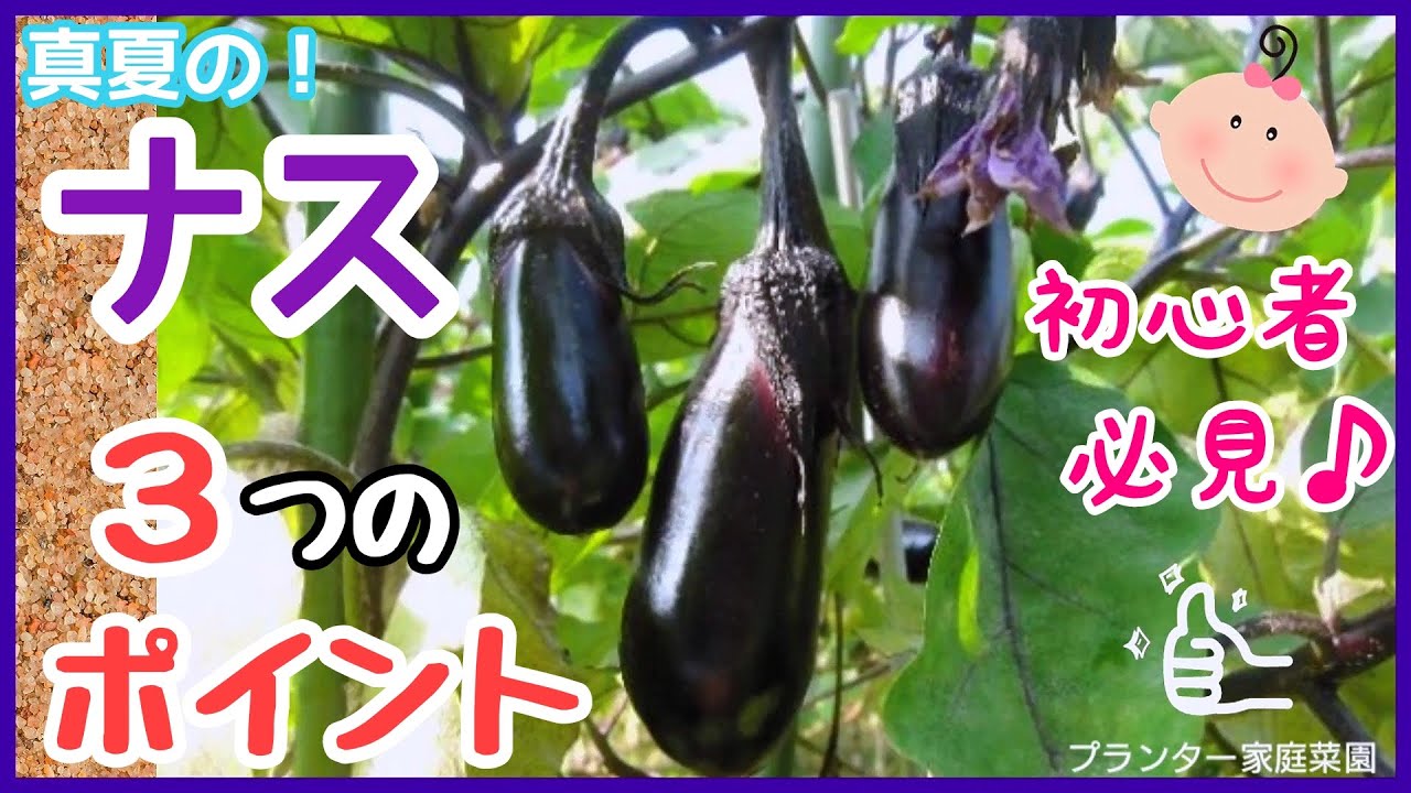分かる ナスの育て方 肥料と水やりサイン 病害虫対策 プランター家庭菜園 Youtube