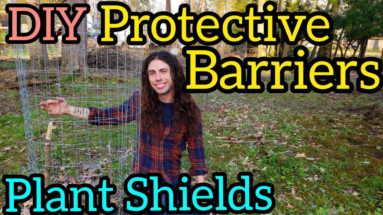 DIY Protective Barriers Plant Shields with the Brighten Day