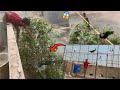 1 Lakh Plus ka Master Cage Ready😍|| Moor Drukht Main Phuns Gya😱
